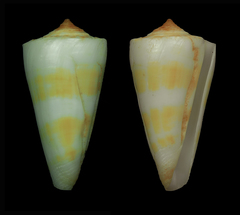Conus attenuatus