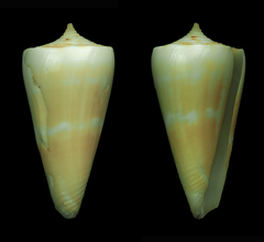 Conus attenuatus