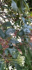 Amygdaloideae