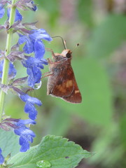 Lon melane vitellina