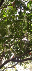Amygdaloideae