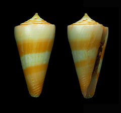 Conus attenuatus