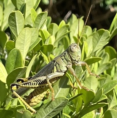 Melanoplus differentialis