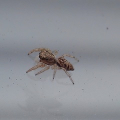 Macaroeris nidicolens