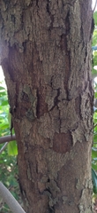 Amygdaloideae