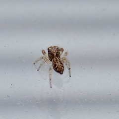 Macaroeris nidicolens