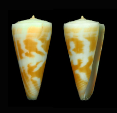 Conus attenuatus