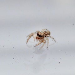 Macaroeris nidicolens