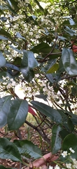 Amygdaloideae