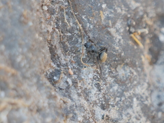 Camponotus mus