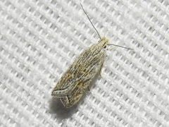 Helcystogramma chambersella
