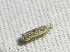Helcystogramma chambersella