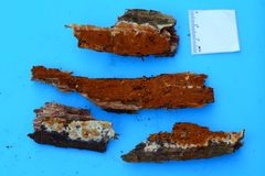 Botryobasidium simile