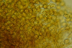 Botryobasidium simile