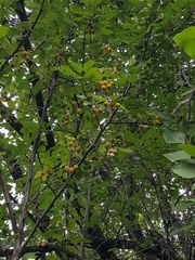Prunus
