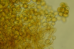 Botryobasidium simile