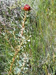 Leucadendron glaberrimum glaberrimum