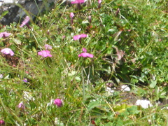 Dianthus alpinus