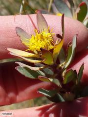 Leucadendron glaberrimum glaberrimum
