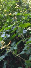 Lamiaceae