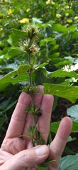 Lamiaceae