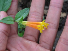 Bouvardia chrysantha