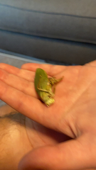 Pterophylla camellifolia