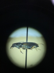 Bembidion confusum