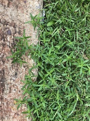 Scleromitrion diffusum