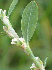 Polygonum aviculare aviculare