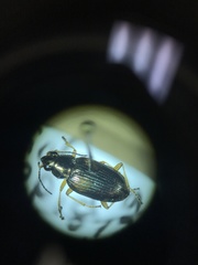 Bembidion confusum