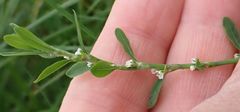 Polygonum aviculare aviculare