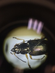 Bembidion confusum