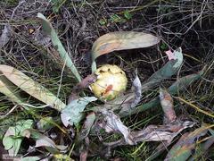 Protea laevis