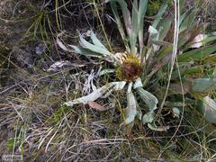 Protea laevis