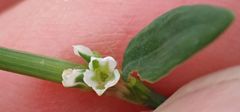 Polygonum aviculare aviculare