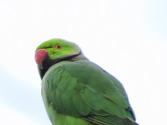 Psittacula krameri