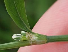 Polygonum aviculare aviculare