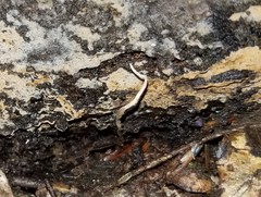 Cordyceps stylophora image