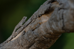 Urosaurus bicarinatus