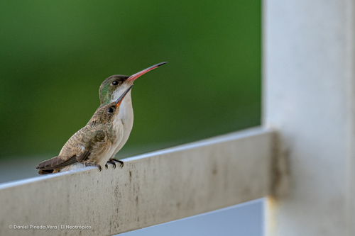 Green-fronted Hummingbird (Ramosomyia viridifrons), photo 5