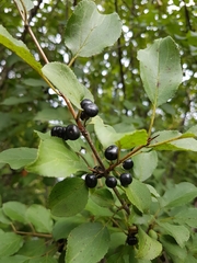 Rhamnus cathartica