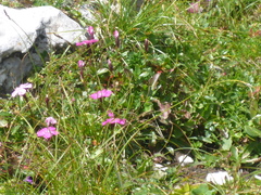 Dianthus alpinus