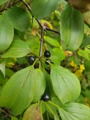Rhamnus cathartica