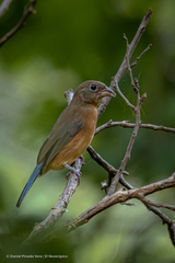 Passerina rositae