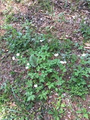 Anemonastrum flaccidum