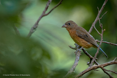 Passerina rositae
