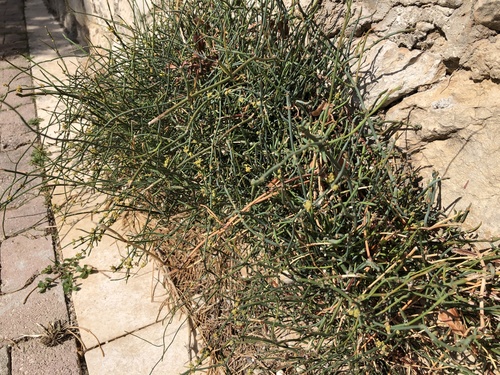 chvojník (Ephedra)