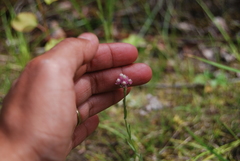 Antennaria rosea rosea