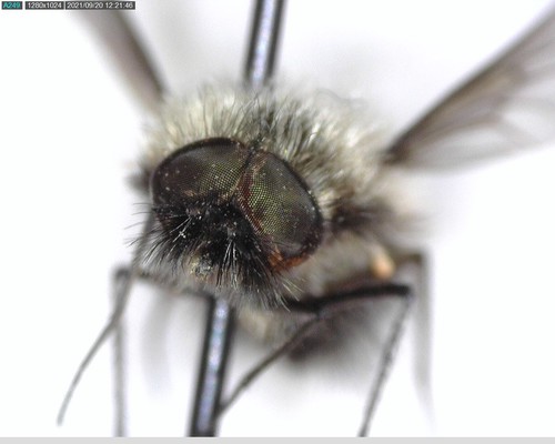 iNaturalist observation photo of Bee Flies
